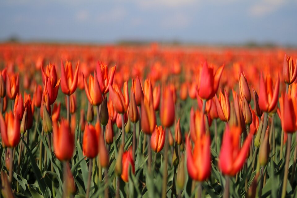 Orange spring blossomed