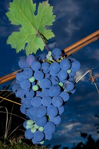 Wine fruit grapevine