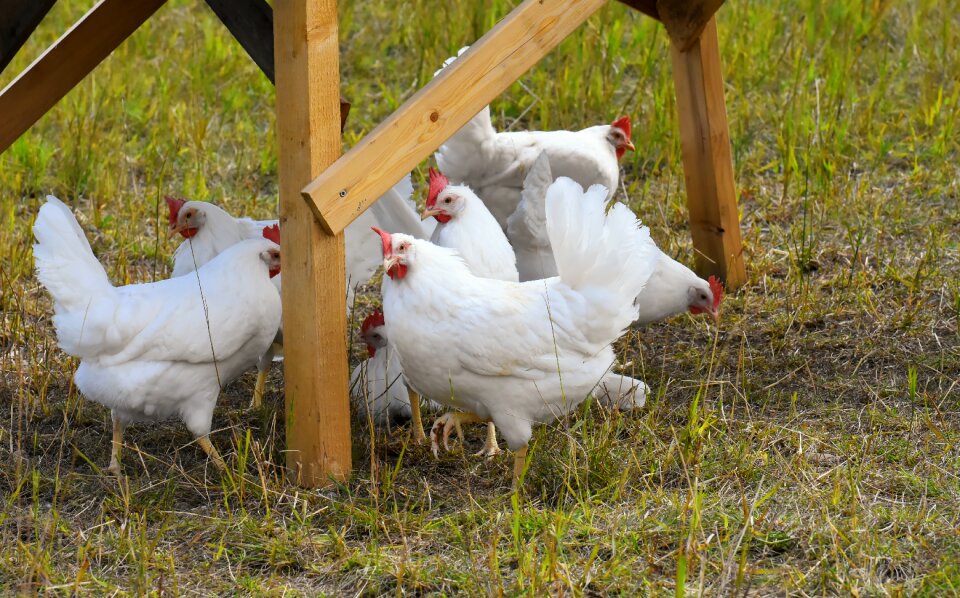 Feather farm animal animal world