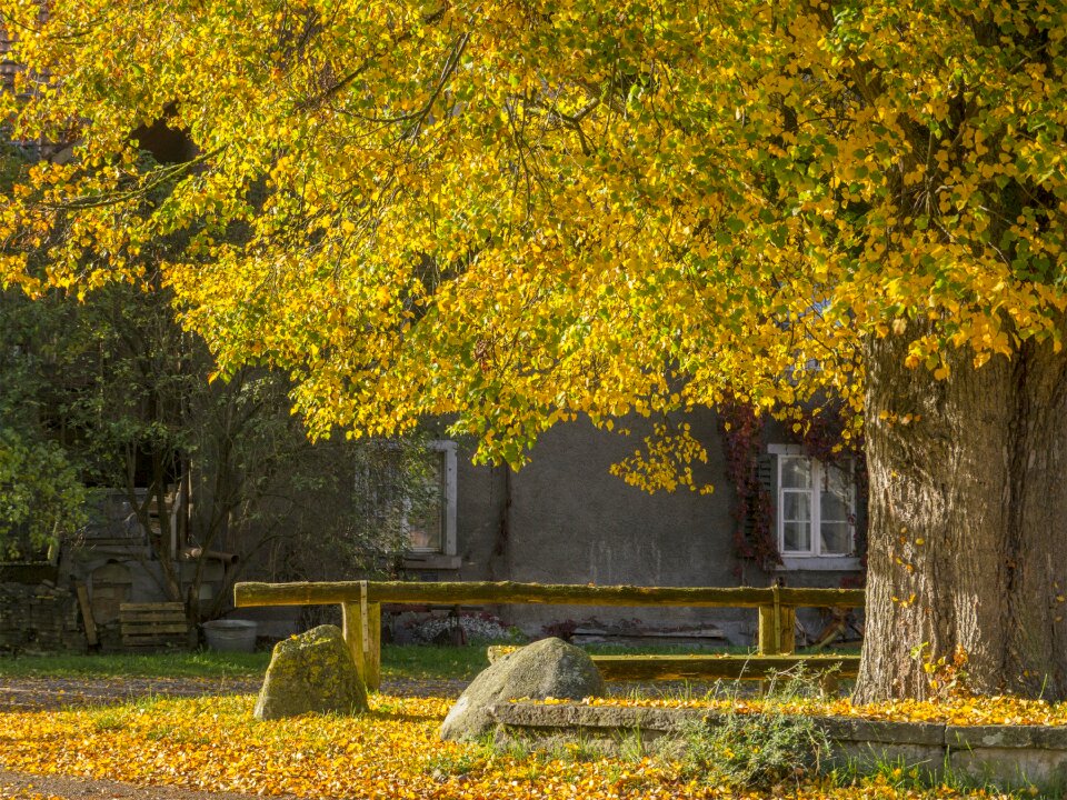 Fall color colorful bright