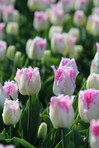 White pink field of flowers