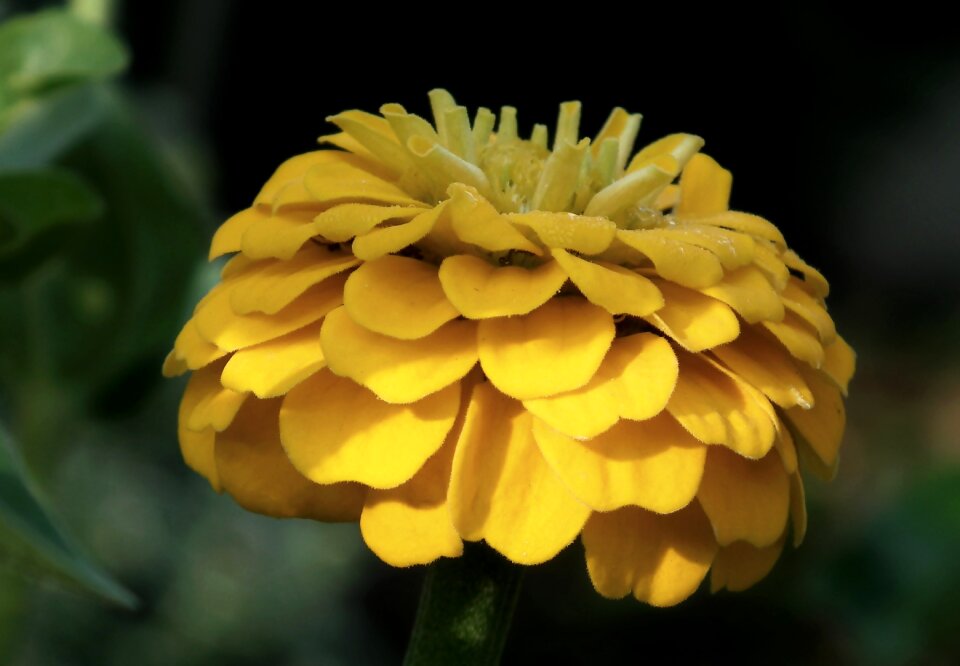 Macro nature garden