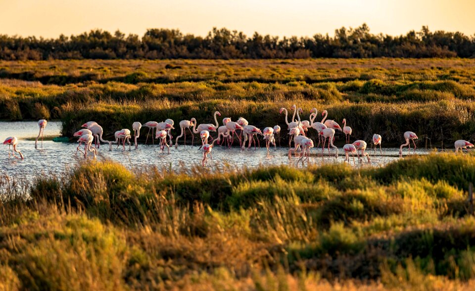 Camargue flemish marsh