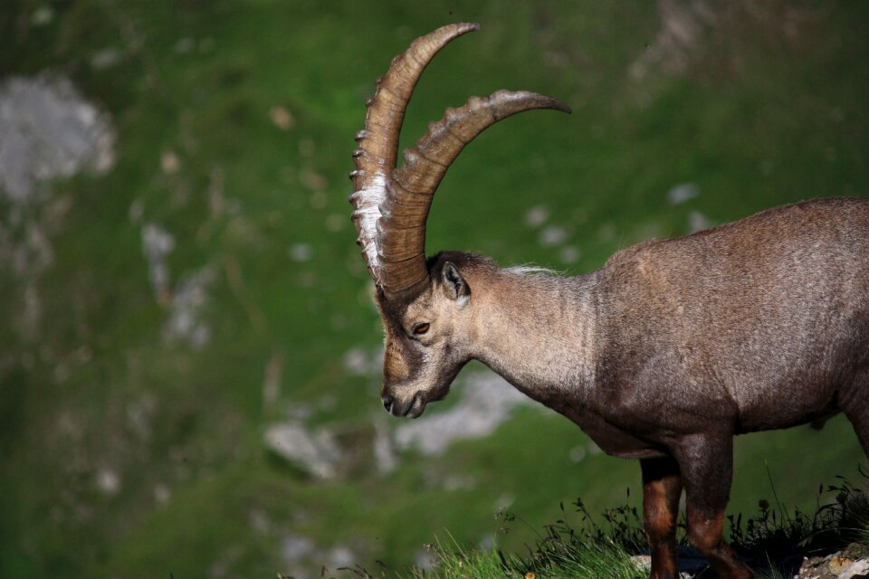 Alps wild animal mountain