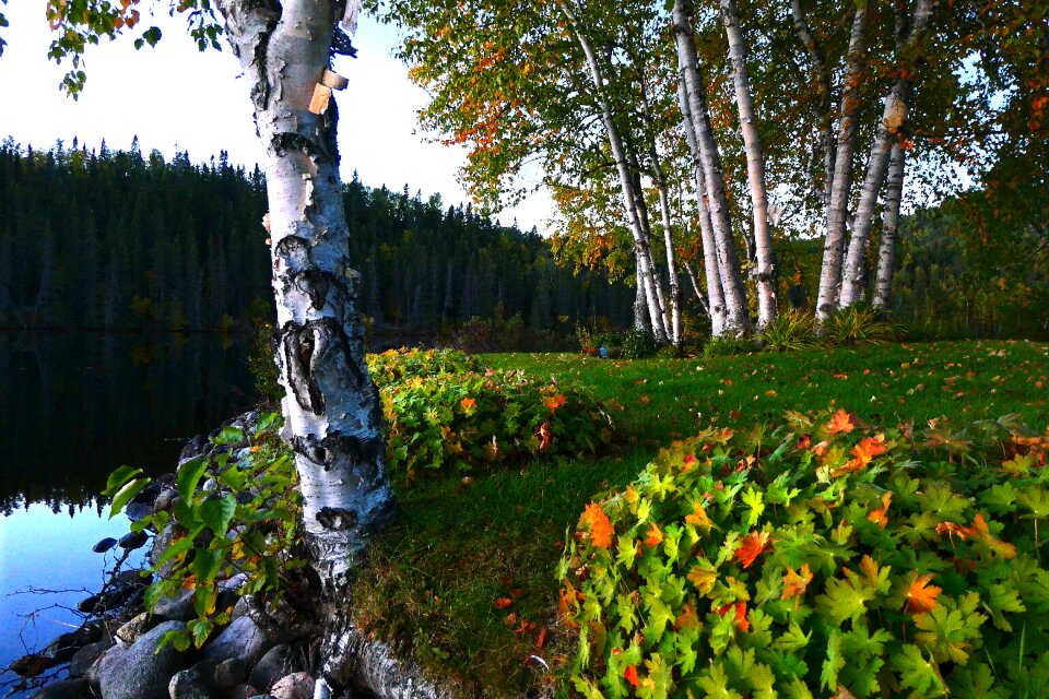 Trees birch forest photo