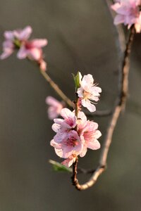 Nature cherry blossom leaves