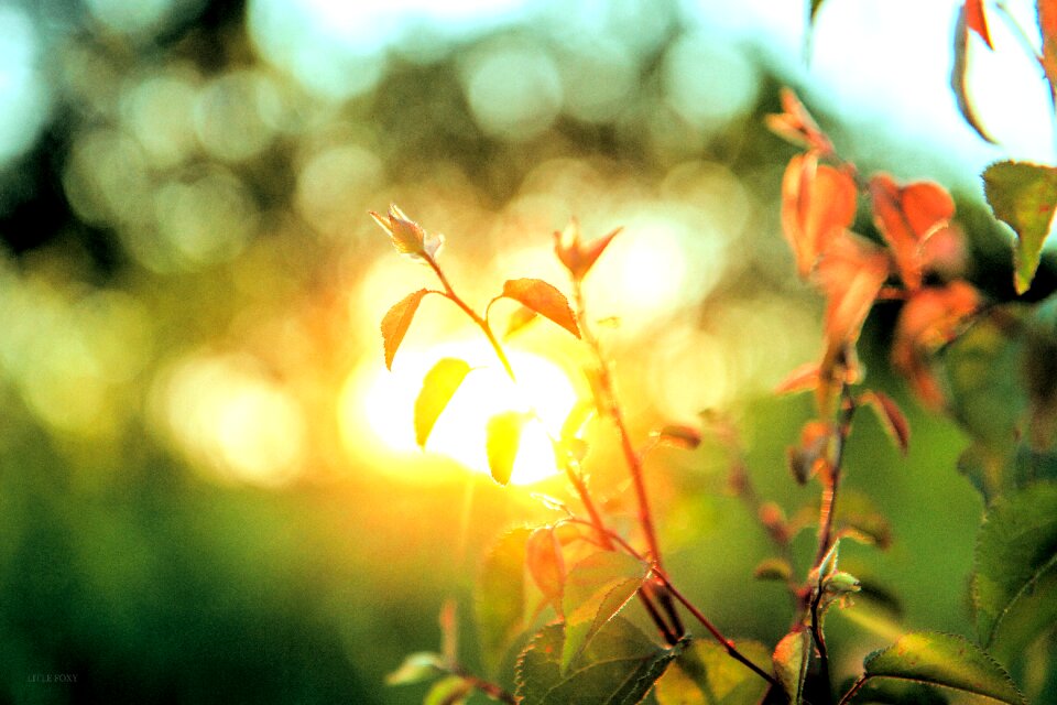 Nature summer fields