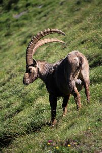 Wild animal nature mountain