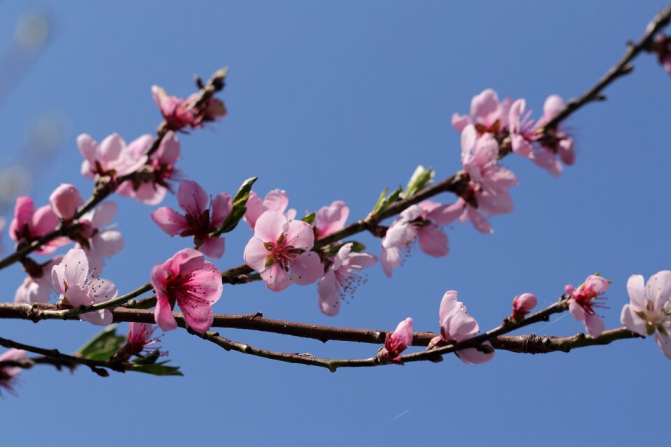 Plant cherry blossom bud