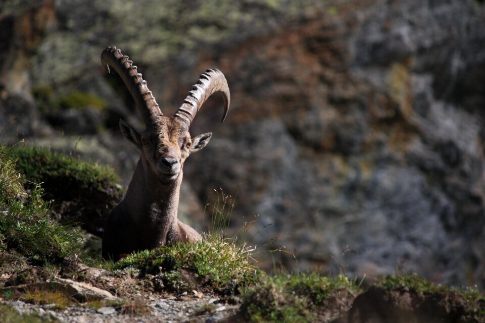 Wild animal nature mountain