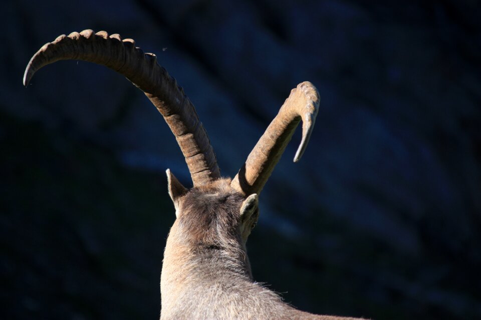 Wild animal nature mountain