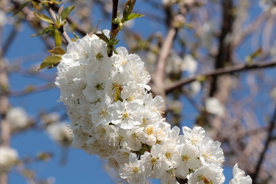 Plant apple blossom bud
