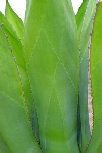 Nature botany natural