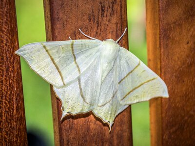 Nature insect wings
