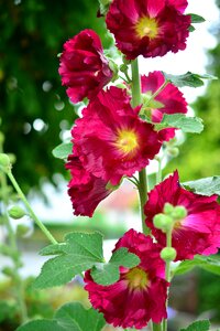 Common peony stock rose garden alcea photo