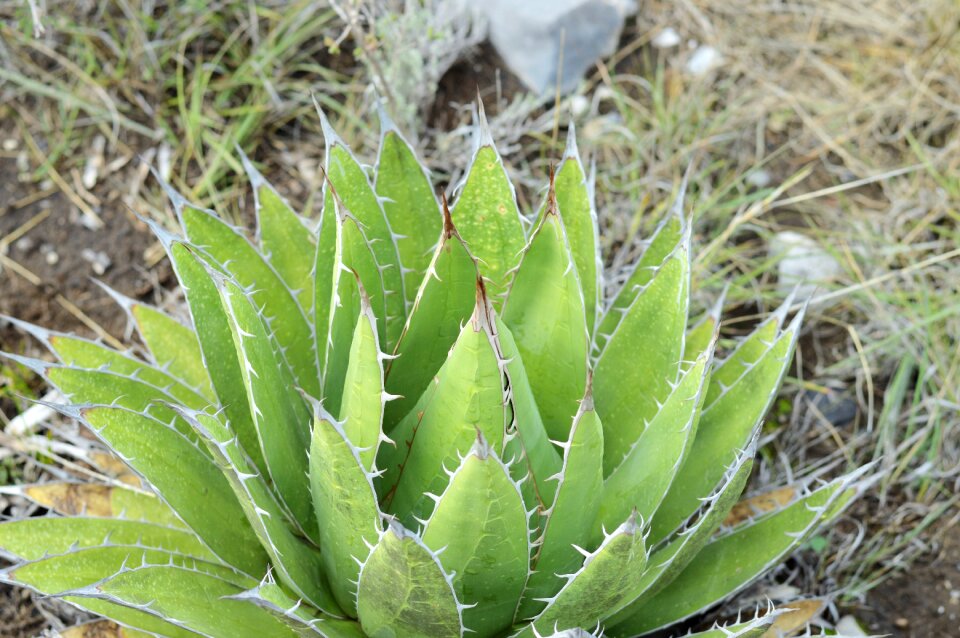 Nature botany natural
