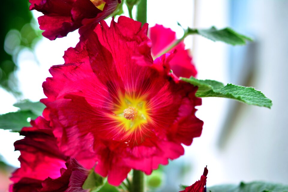 Common peony stock rose garden alcea