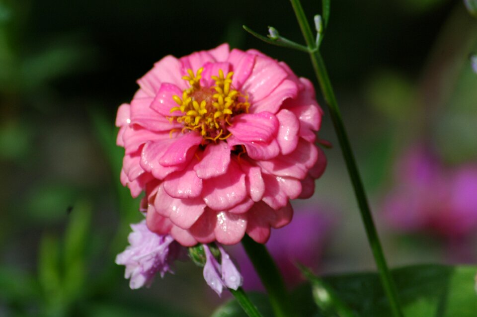 Summer garden petal photo