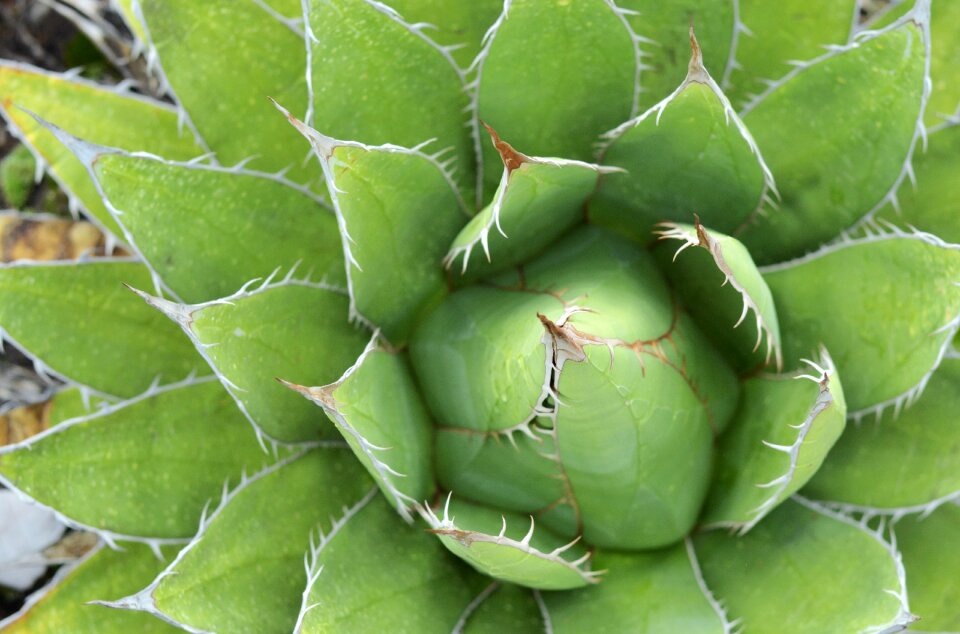 Nature botany natural
