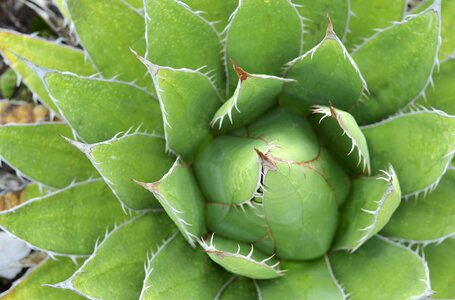 Nature botany natural