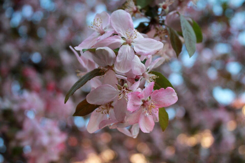 Plant blooming spring