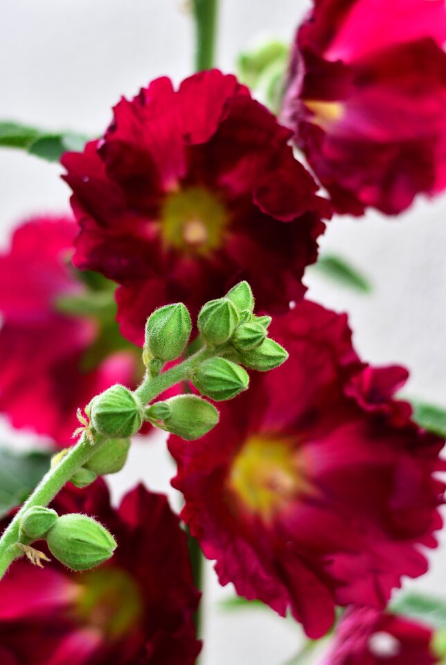 Common peony stock rose garden alcea