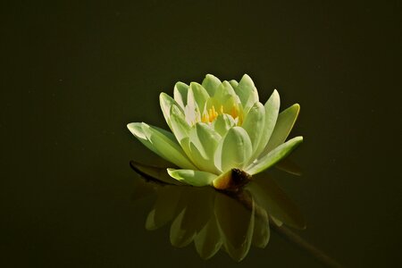 Water lilies nature closeup photo