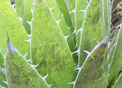 Nature botany natural
