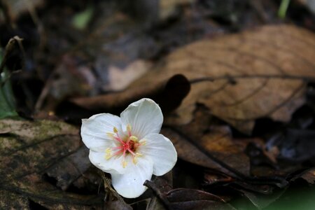 Write white leaf photo