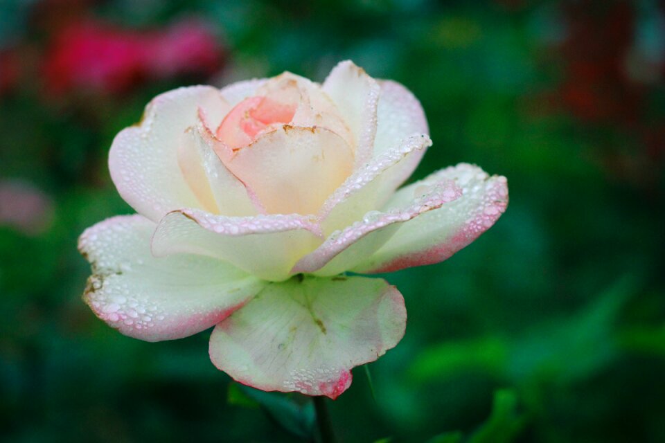 Garden nature love