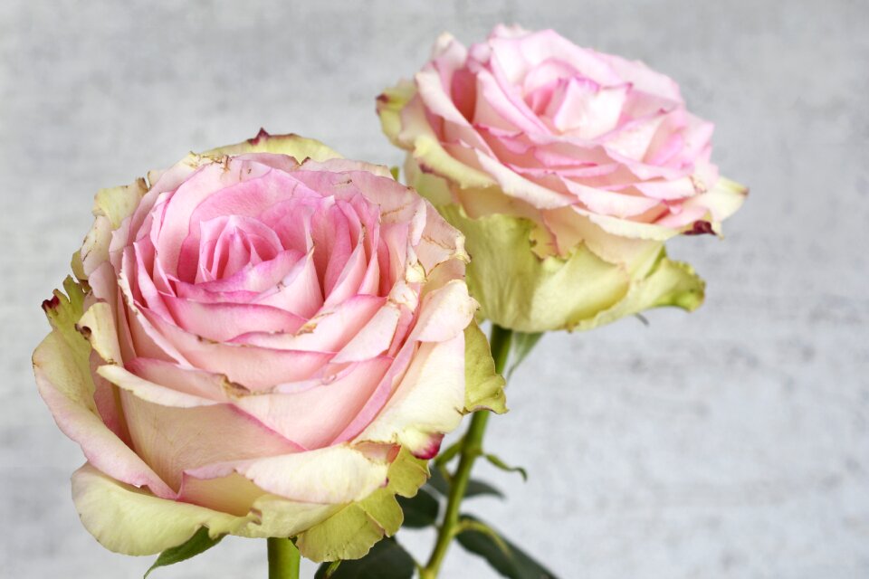 Flower nature pink