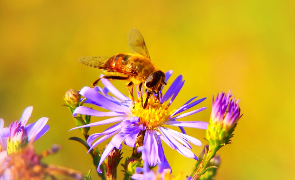 Flower animals nature