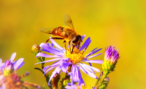 Flower animals nature