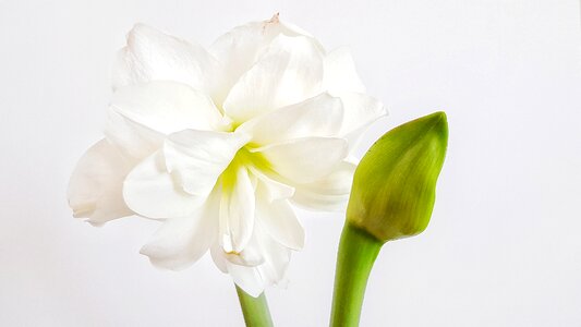 Plant bulbous indoor photo