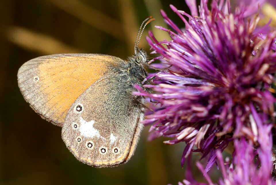 Insect macro nature