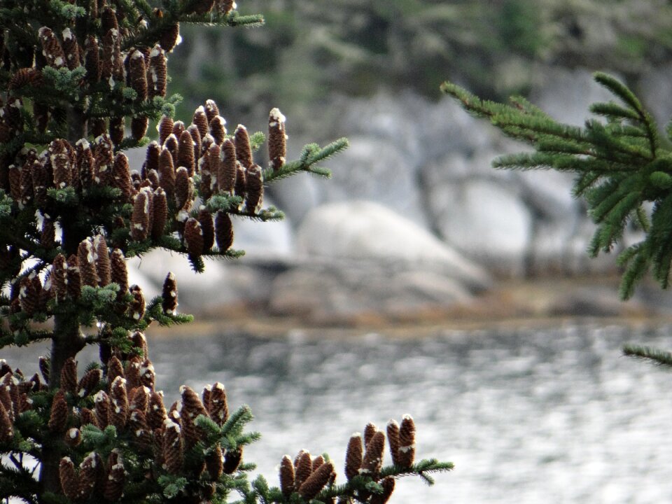 Resin tree evergreen