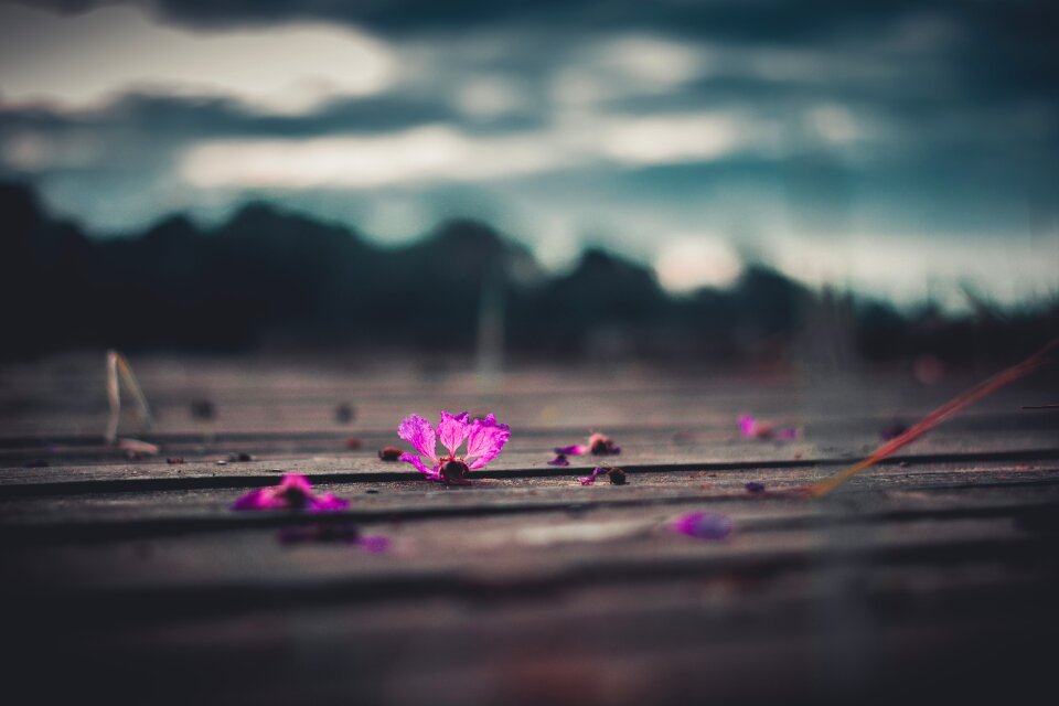 Nature blossom plant