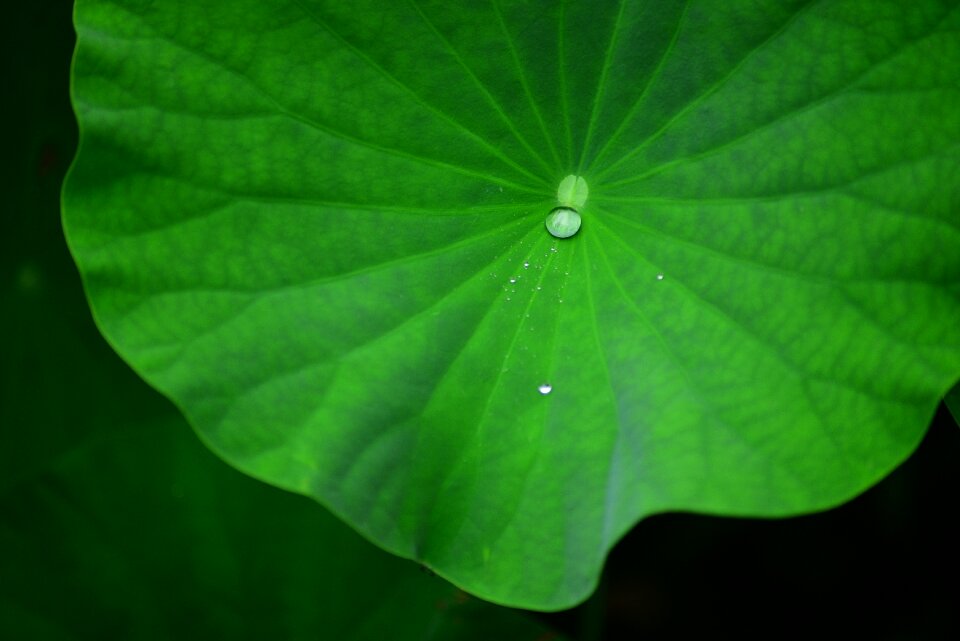 Plant water water droplets