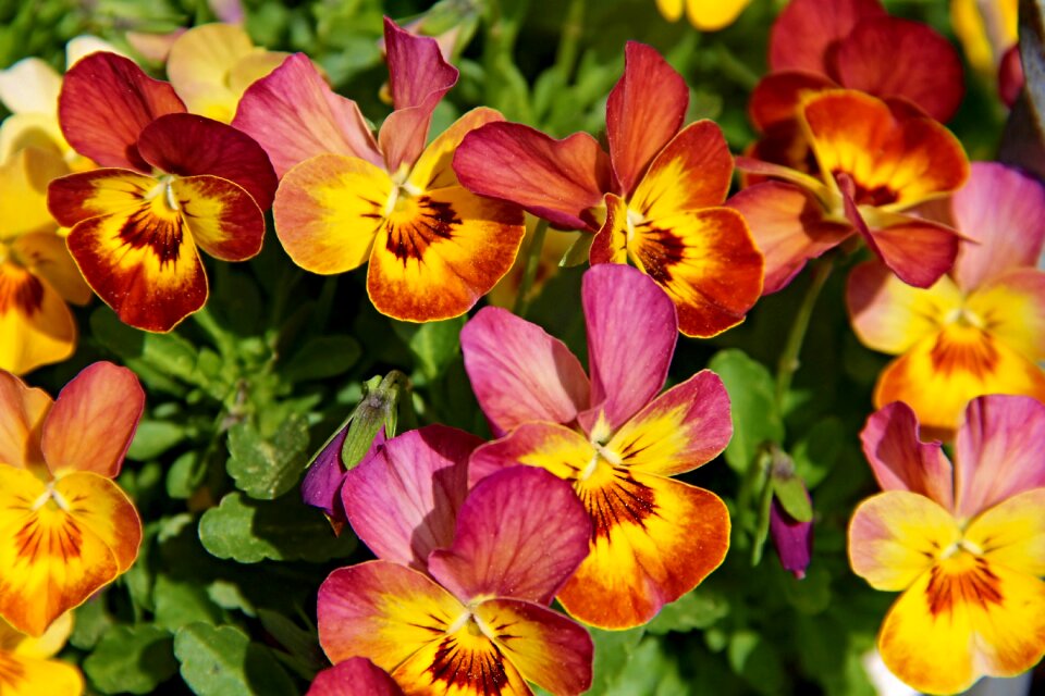 Viola flower plants violaceae