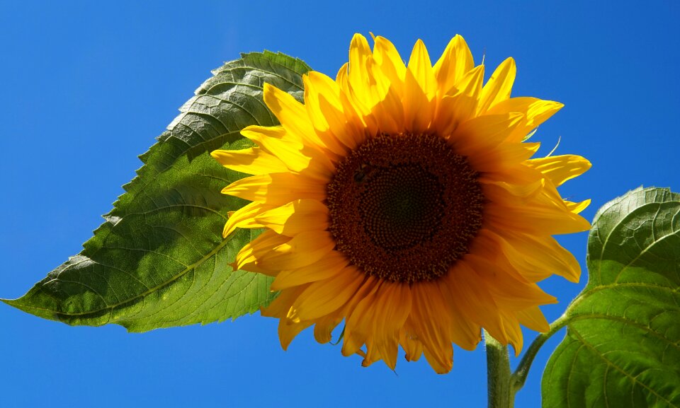 Yellow nature flora