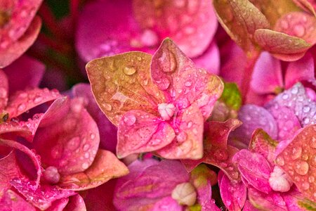 Hydrangea flower drop of water pink photo