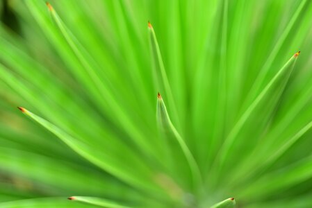 Close-up macro green photo