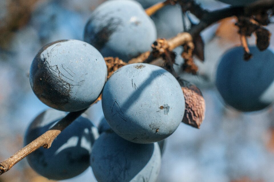 Dry autumn macro