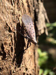Insect nature tree