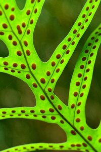 Macro green fern photo
