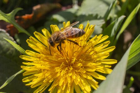 Bee macro yellow photo