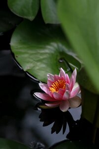 Nature flowers pond plants
