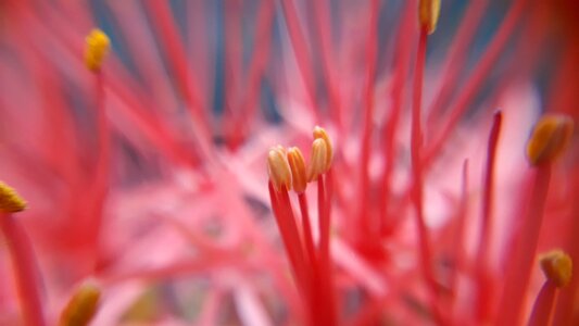 Yellow pollen pink red flower