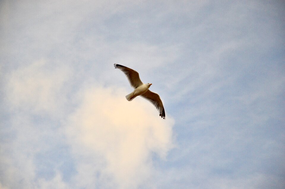 Water sky bird