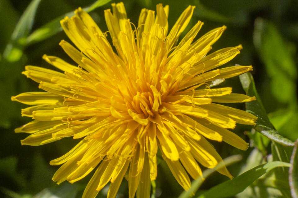 Macro yellow closeup